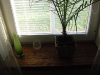 resized_cimg1046
